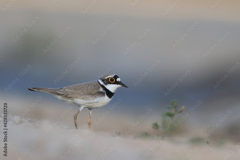Little-ringed Plover, Charadrius dubius, in the nature habitat. wilife scene from summer vtime. Little-ringed Plover, Charadrius dubius, in the nature habitat. wilife scene from summer vtime.