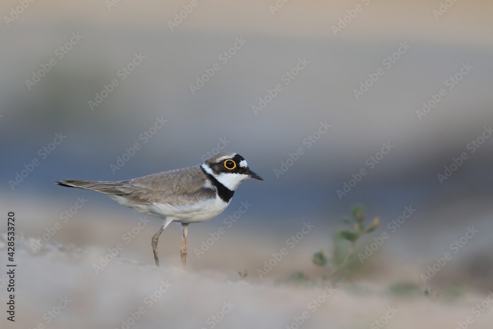 Little-ringed Plover, Charadrius dubius, in the nature habitat. wilife scene from summer vtime.