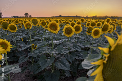 Beautiful sunflower field at sunset or sunrise in Uluru, Mutitjulu, Australia photo