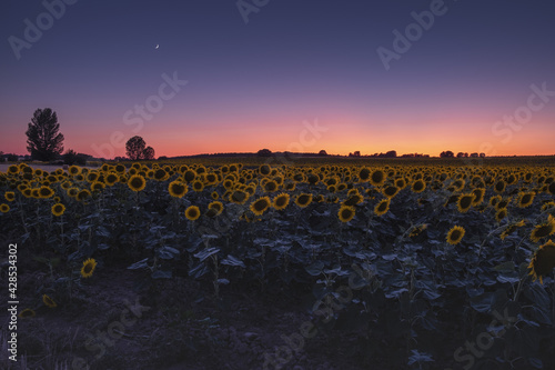 Beautiful sunflower field under a colorful sky at sunset or sunrise in Uluru, Mutitjulu, Australia photo