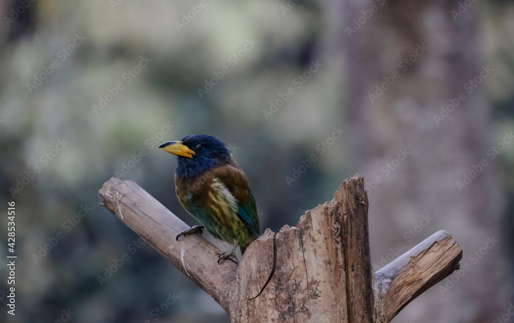 Obraz premium The great Barbet (Psilopogon virens) bird perched on tree branch in Sattal.