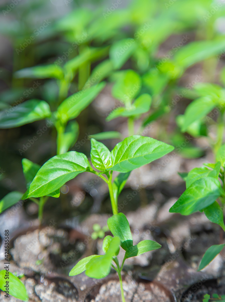 Small seedlings growing in a growing tray Selective focus Small seedlings growing in a growing tray Selective focus