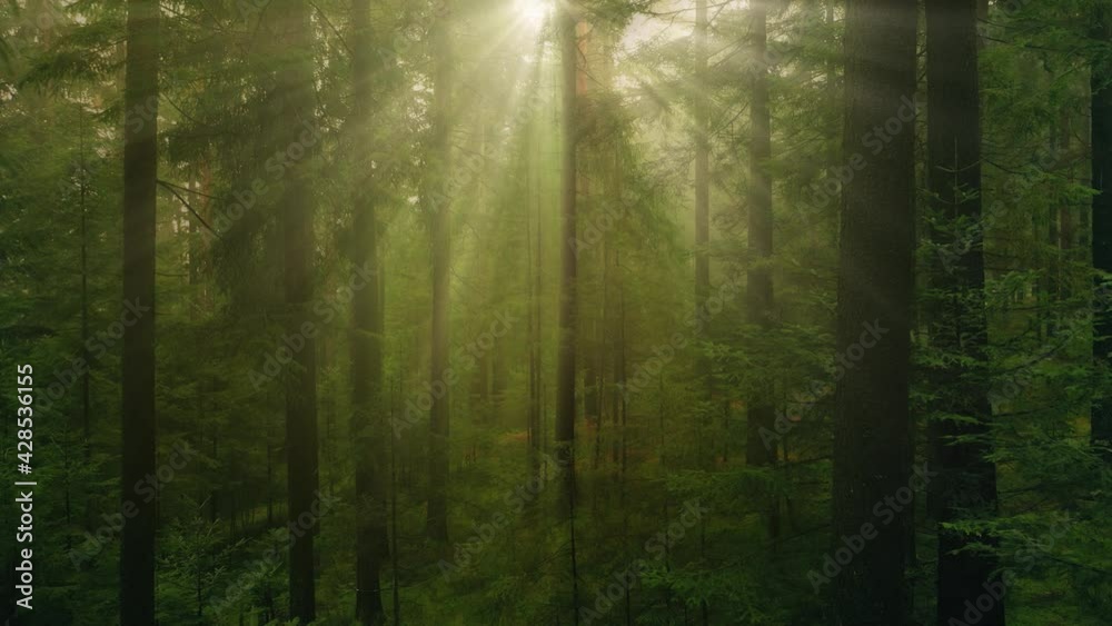 Walking through the tranquil sunny morning forest. Sunny woods in the rays of the rising sun. Dreamy tree crowns and light haze.