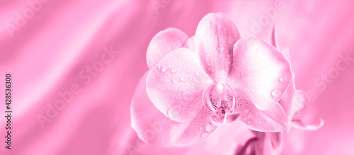 Orchid flower on a pink background. Blossom.