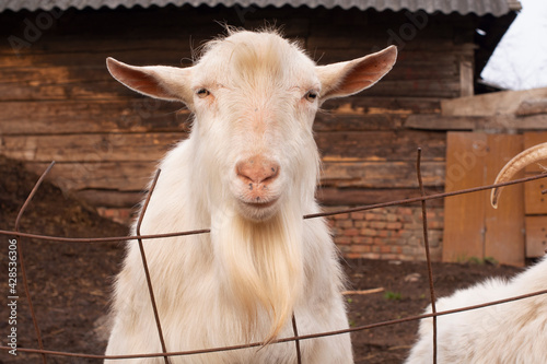 Close-up portrait of a white adult goat in the countryside