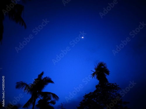 palm tree at night