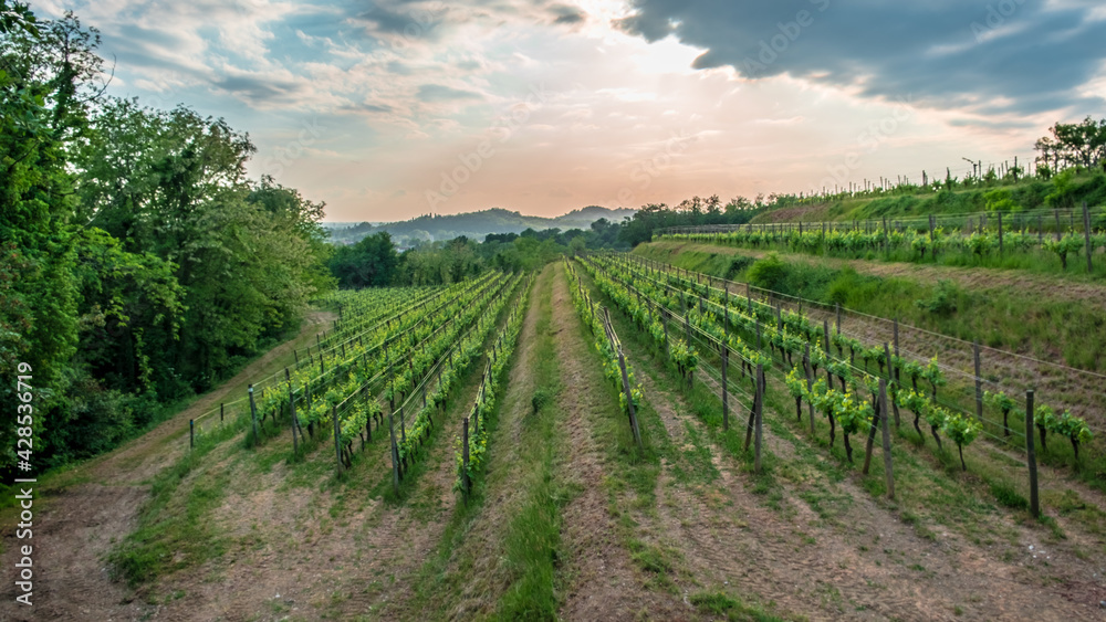 Spring stormy sunset in the vineyards of Collio Friulano, Friuli-Venezia Giulia, Italy