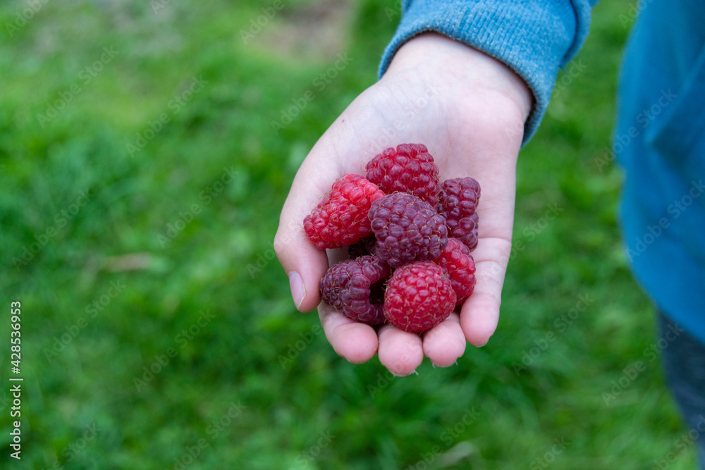 Large, ripe, delicious red raspberries lie in the palm of a child's hand. Large, ripe, delicious red raspberries lie in the palm of a child's hand.