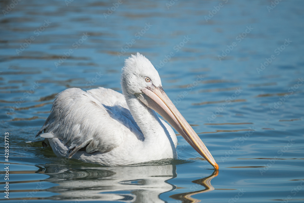Dalmatian Pelican swimming in freshwater lake. Image taken in Arundel, UK Dalmatian Pelican swimming in freshwater lake. Image taken in Arundel, UK
