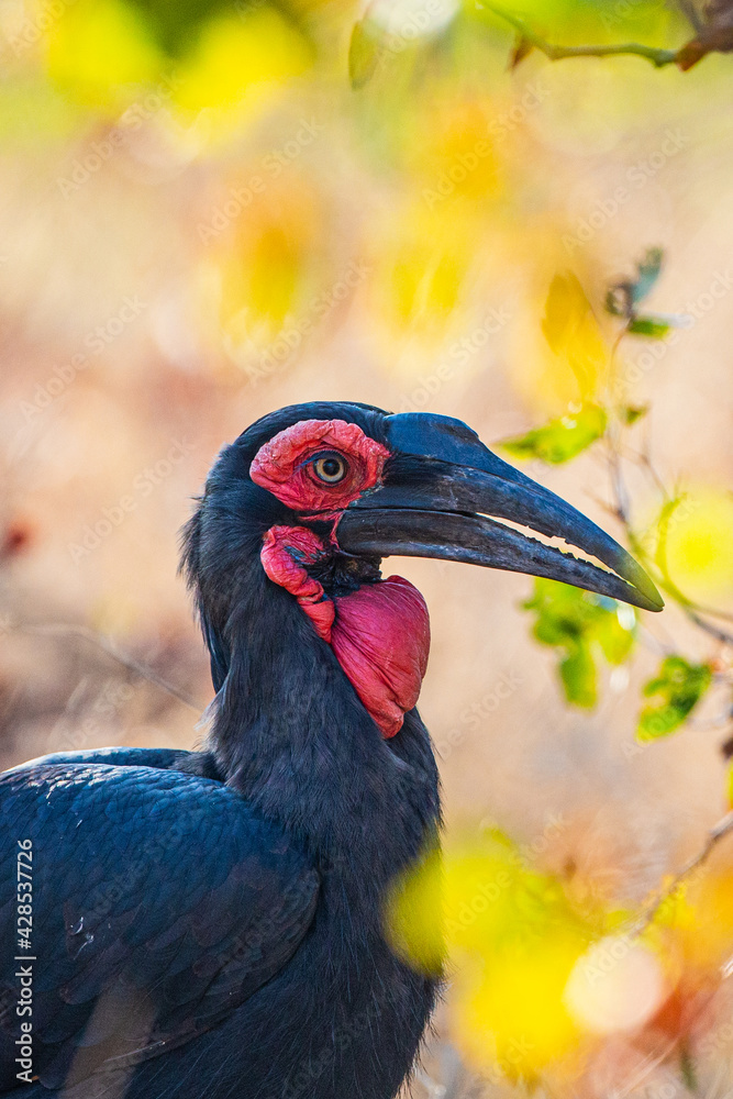 Naklejka premium A southern ground hornbill pauses while it moves amongst the mopane trees