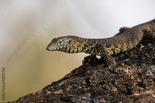 Young Water Monitor walks along a branch