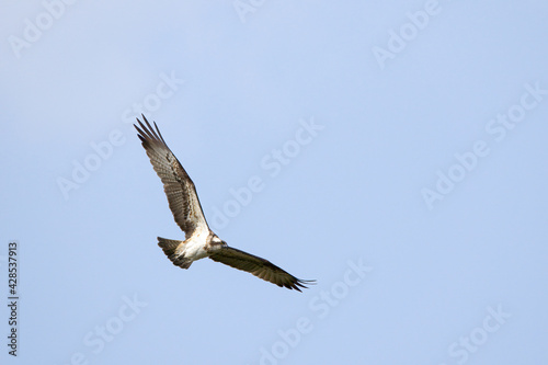 osprey bird eagle in flight