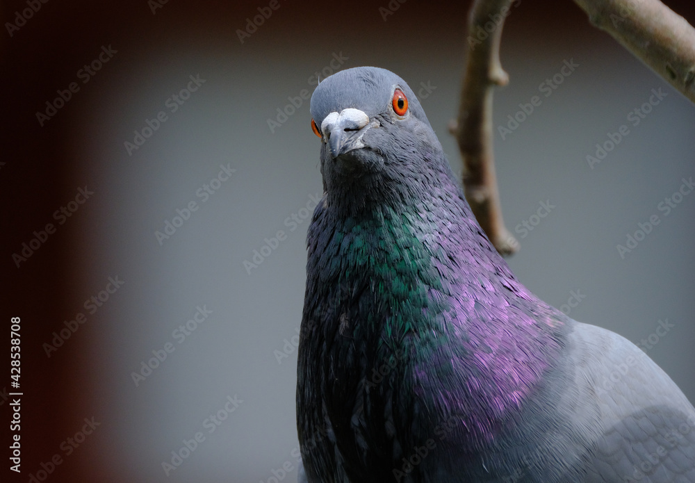 Naklejka premium Feral pigeon searching for food in urban house garden.