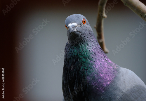 Feral pigeon searching for food in urban house garden.