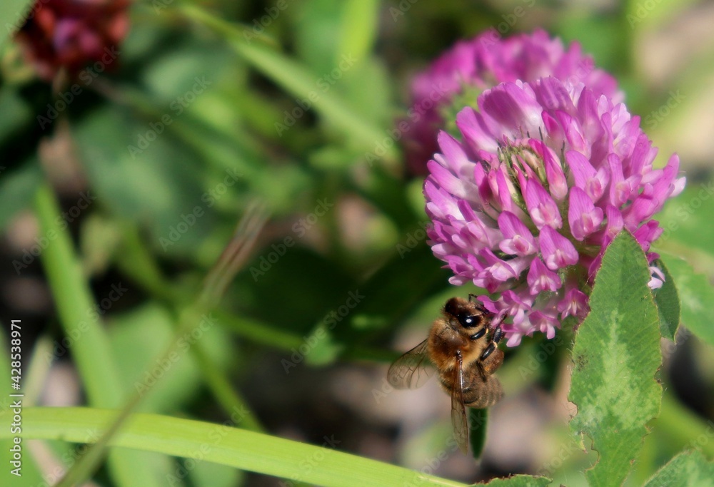 Macro honeybee pollinating purple blooming Clover (Trifolium) flower. Apis Mellifera bee feeding on trefoil blossom. Closeup, detail, bokeh blur background, copy space. Soft selective focus