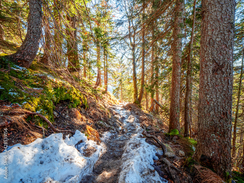 Sunny Forest path way to the Herzogstand peak of Bavaria