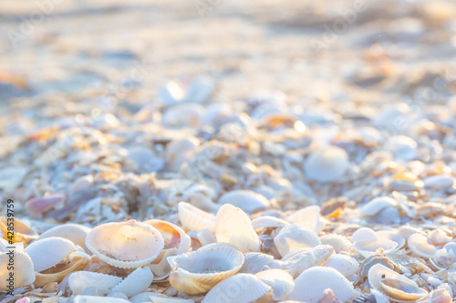 Shells or Conch on sea beach in the morning. © Phongsak
