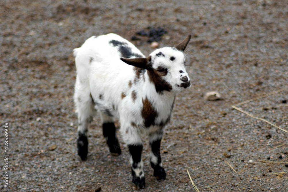 chevre chevre