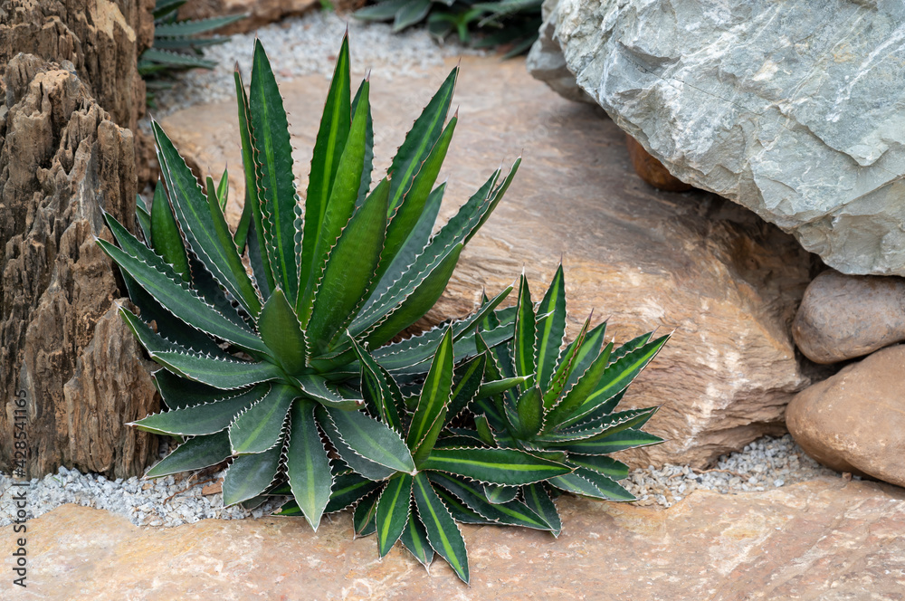 Green agave plant with pointed leaf and thorns in the rock garden that decorates with pebbles. - obrazy, fototapety, plakaty 