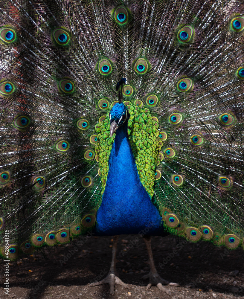 Obraz premium Pavo real de frente con el plumaje desplegado