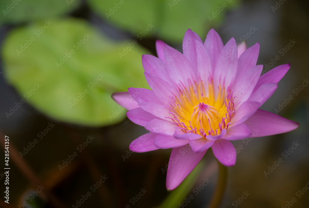 Pink lotus flower (water lily) with yellow pollen is blooming in the pool. Pink lotus flower (water lily) with yellow pollen is blooming in the pool.