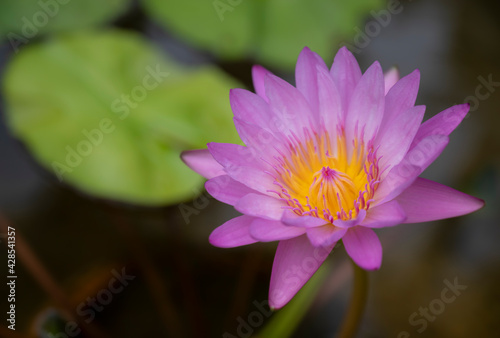 Pink lotus flower (water lily) with yellow pollen is blooming in the pool.
