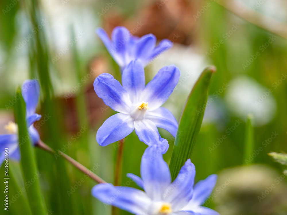 blue wildflowers in the field blue wildflowers in the field