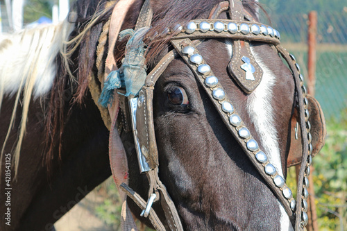 The horse looks with one eye from behind the shors. photo