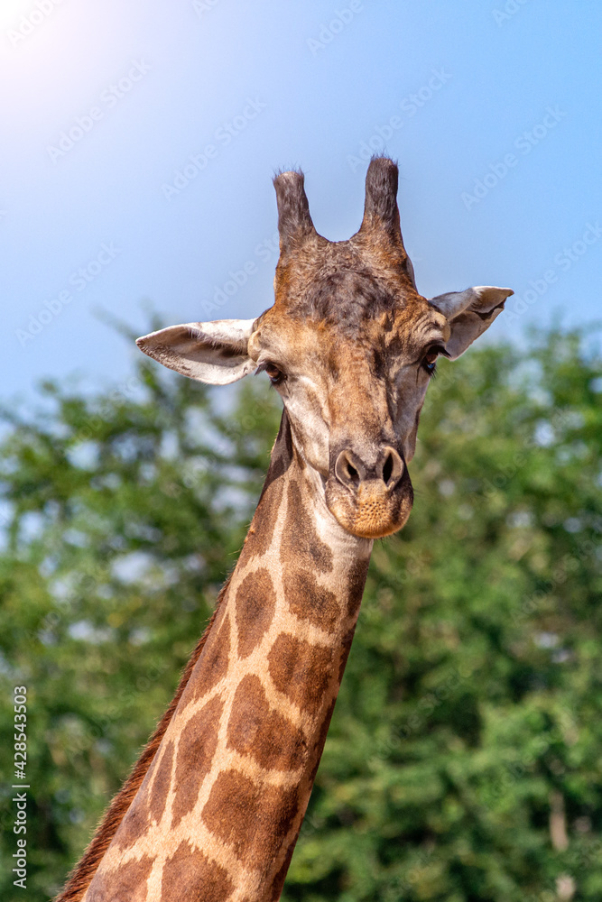 Front view close-up of a giraffe in front of some green trees Front view close-up of a giraffe in front of some green trees