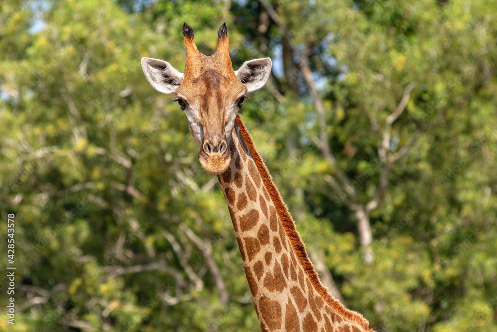 Front view close-up of a giraffe in front of some green trees Front view close-up of a giraffe in front of some green trees