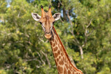 Front view close-up of a giraffe in front of some green trees