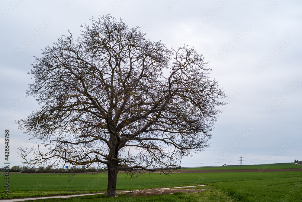 Obraz premium walnut tree in April