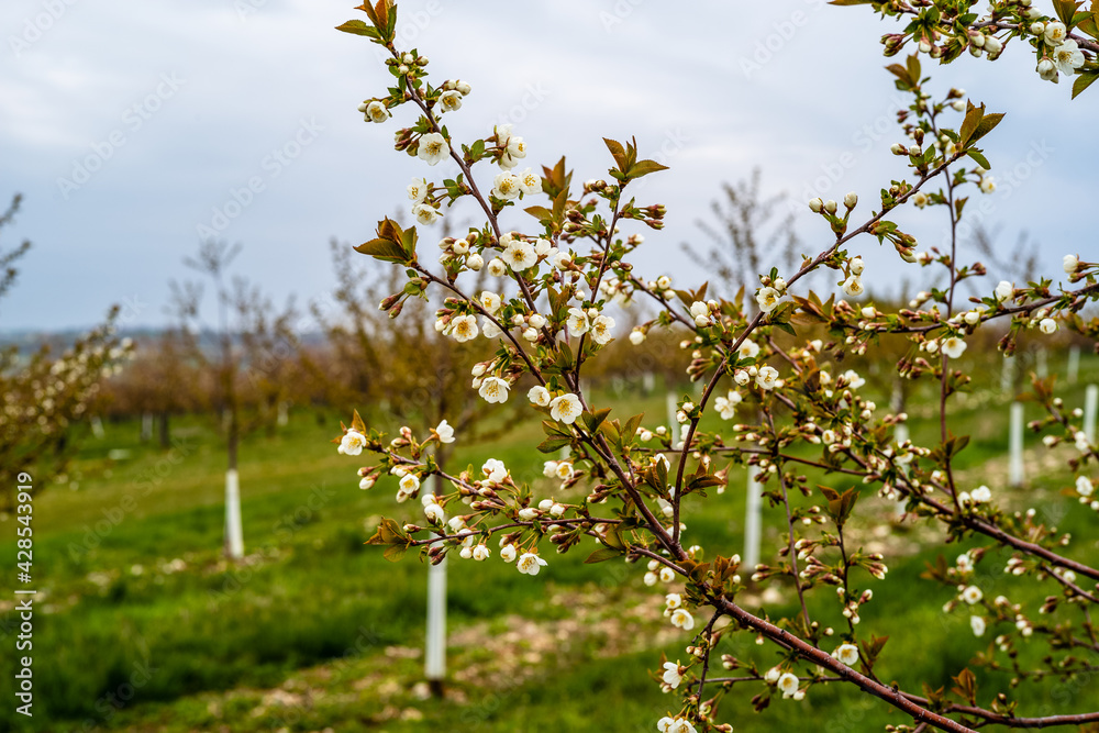 Fototapeta premium cherry tree in spring