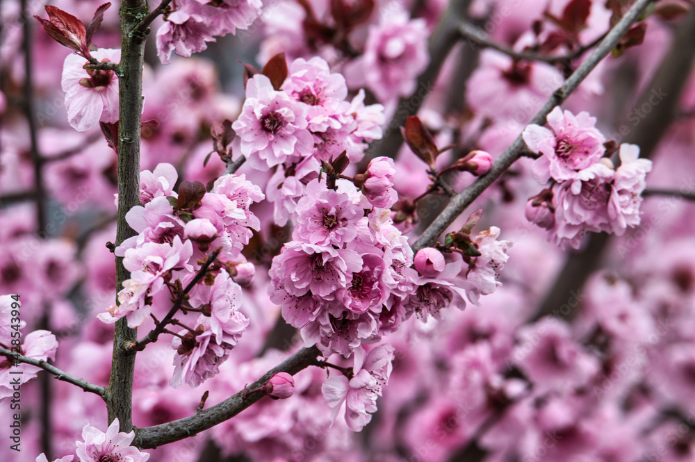 Nahaufnahme von den rosa Blüten eins Baumes im Frühling Nahaufnahme von den rosa Blüten eins Baumes im Frühling