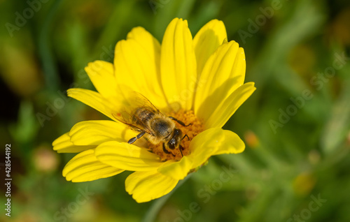 Bee pollinating a yellow flower. Close-up detail.