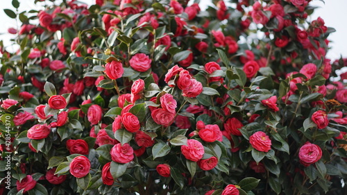 The camellia tree that announces spring first