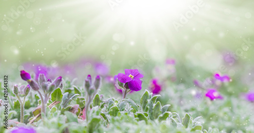 Spring or summer meadow with sunny little flowers, nature background.