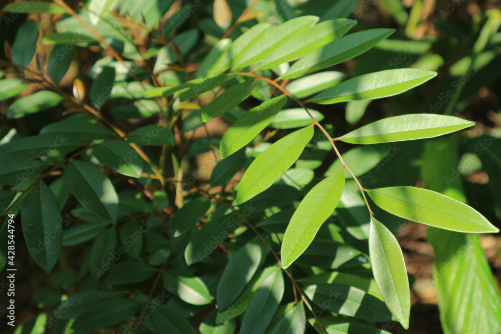 Simarouba glauca is a species of flowering tree. Common names include paradise-tree, dysentery-bark, and bitterwood. Simarouba glauca is a species of flowering tree. Common names include paradise-tree, dysentery-bark, and bitterwood.