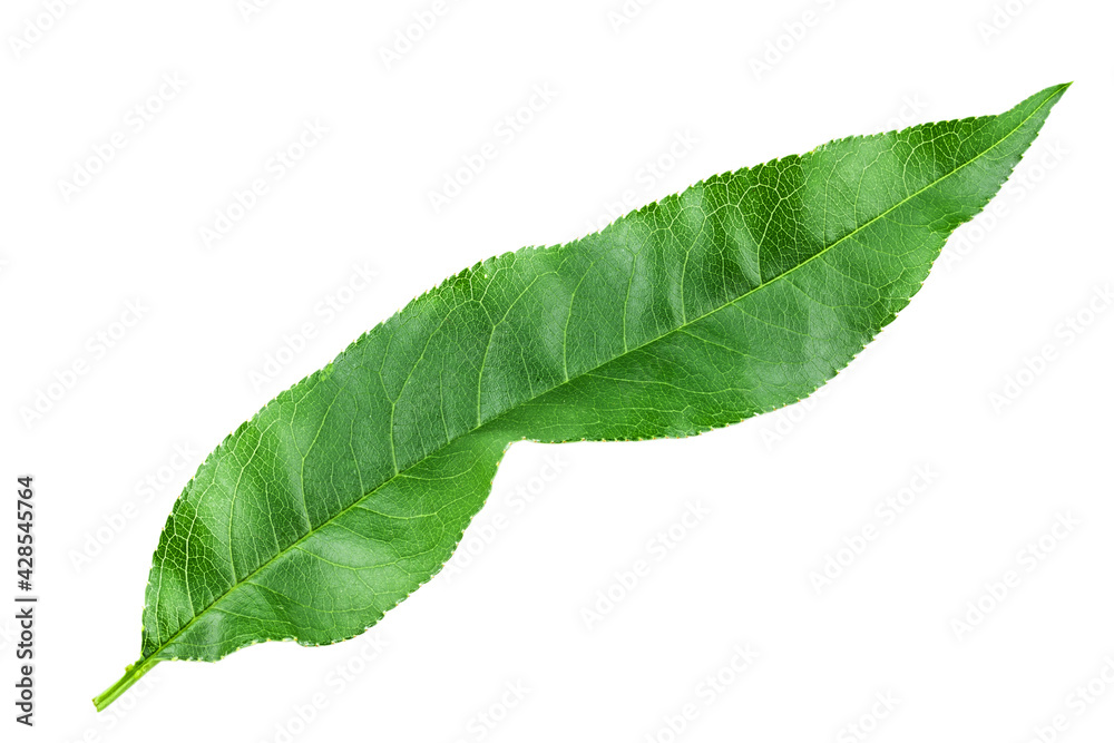 Obraz premium Cherry leaves isolated white background.