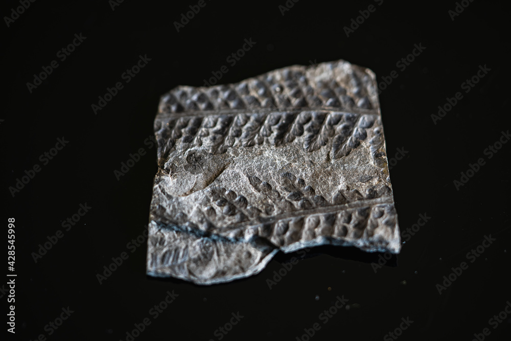 Fossilie