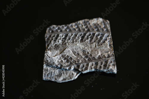 Obraz na płótnie Fossilie w salonie
