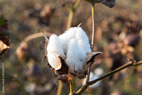 Ripe cotton seed ball on the cotton plant