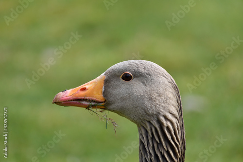 Portrait of a Canadian goose with grass in its' beak