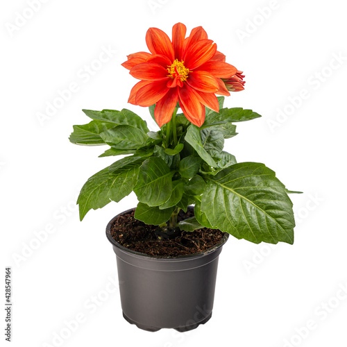 Fototapeta Naklejka Na Ścianę i Meble -  Potted garden spring dahlia flower