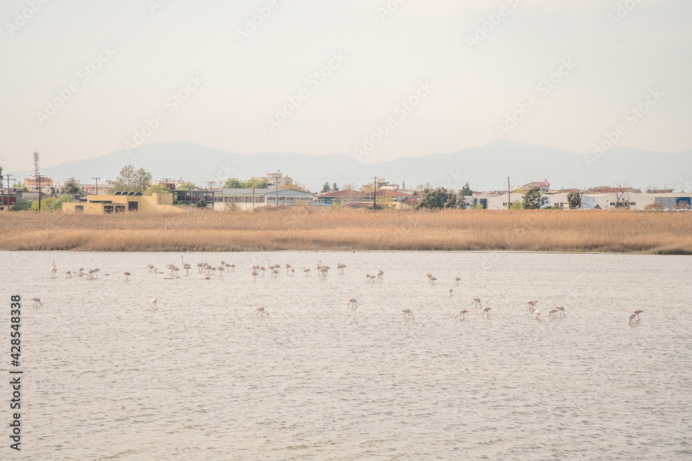 Flamingos and other rare birds in nature site near the city 