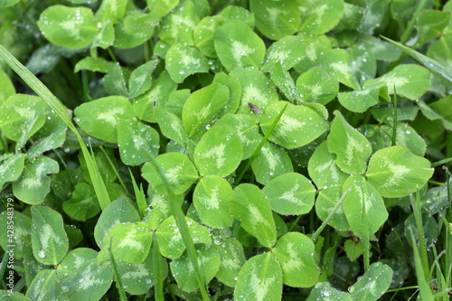 spring bright green clover leaves after rain