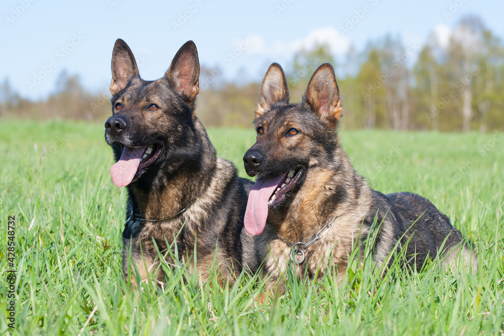 two purebred German shepherds lie in green grass