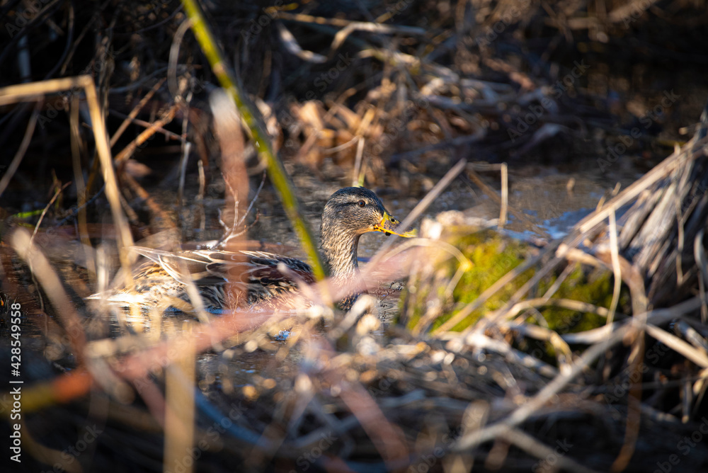 Shy bird