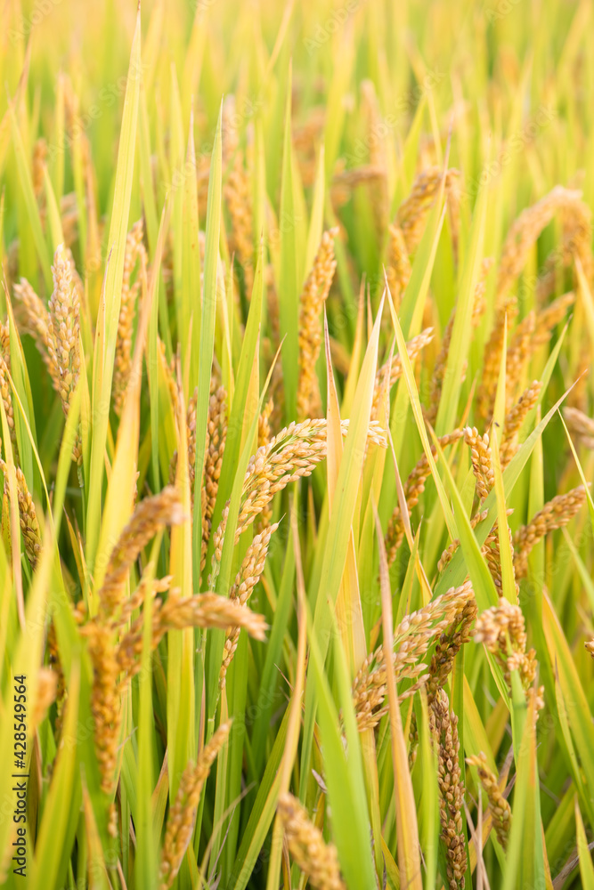 Golden rice field harvest in autumn
