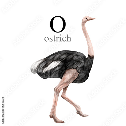 Watercolor illustration of the ostrich on white background. Cute animal alphabet series A-Z photo